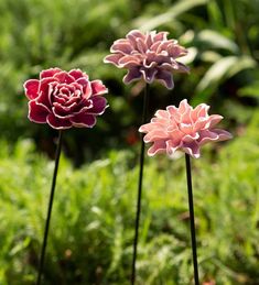 three pink and red flowers are in the grass