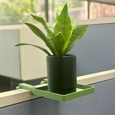 a green plant in a black pot on a shelf