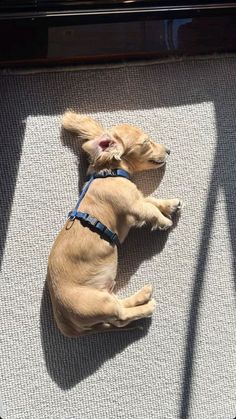 a small brown dog laying on top of a rug