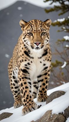 a large leopard standing on top of a snow covered hill