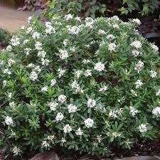 small white flowers are growing in the garden