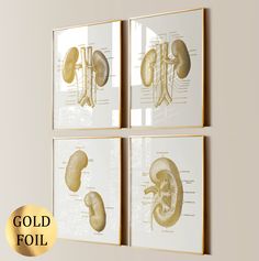 three framed medical diagrams with gold foil lettering on the bottom, and an image of kidney