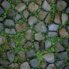 moss growing on rocks and stones with small green plants in the center, top view