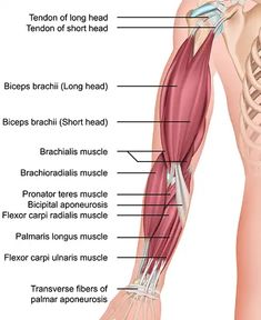 the muscles are labeled in this diagram, and there is also an overview of their functions