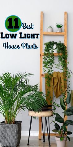 the 11 best low light house plants for indoor living in your home or office area