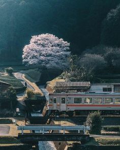 a train traveling over a bridge next to a lush green forest filled with trees and flowers