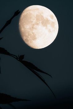 the full moon shines brightly in the dark night sky above some tall grass and branches