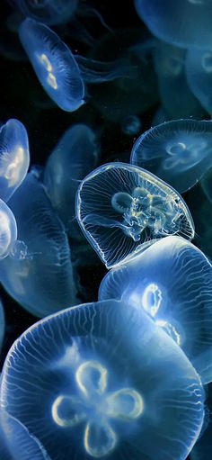 many jellyfish are swimming in the water