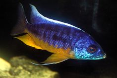 a blue and yellow fish in an aquarium