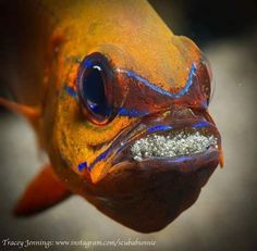 an orange fish with blue and yellow markings on its face