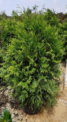 a bush with green leaves in the middle of a dirt area next to a white pole