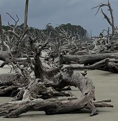 the beach is littered with driftwood and trees