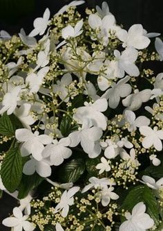 white flowers and green leaves are arranged in the center of this image, with dark background