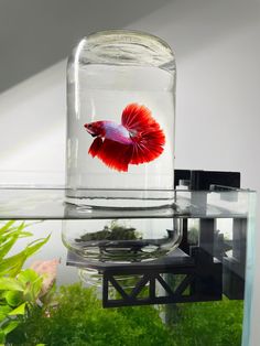 a red fish in a clear glass tank