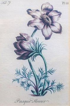 a drawing of two flowers on a white background