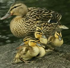 a mother duck with her young chicks on a rock