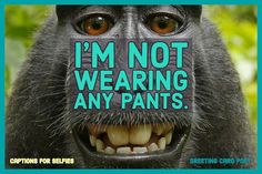 a monkey with a sign on its face saying i'm not wearing any pants