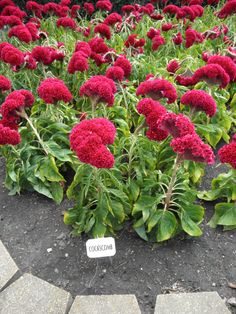 red flowers growing in the middle of a garden with a sign that says coccoccum