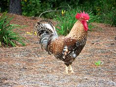 a brown and white chicken standing on top of a dry grass covered field with trees in the background