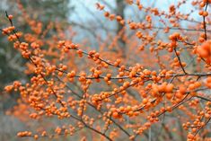 orange berries are growing on the branches of a tree in front of some trees with no leaves