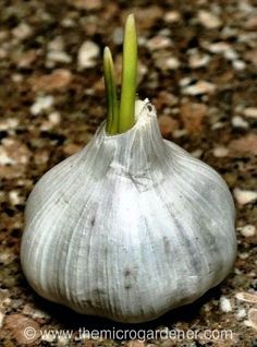 a close up of a garlic plant in a bowl