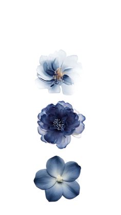 three blue flowers on a white background