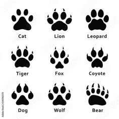 an animal's footprints are shown in black and white, with the words lions on them