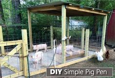 three pigs in a pen with the words diy simple pig pen