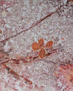 an abstract painting with red and white colors on it's surface, including leaves