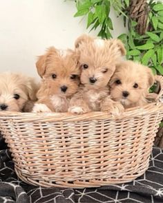 four little puppies sitting in a basket