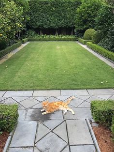 an orange and white cat laying on top of a stone walkway next to a lush green garden