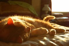 an orange cat laying on top of a bed next to a lamp and window in a room