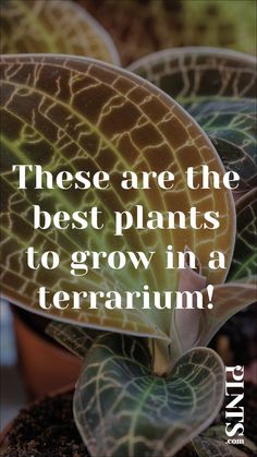 a plant with the words, these are the best plants to grow in a terrarium