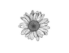 a black and white drawing of a sunflower