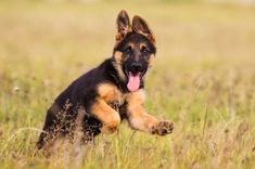 a german shepherd puppy running through the grass with its tongue out and it's mouth wide open