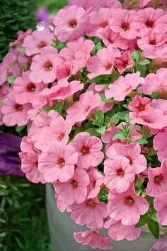 pink flowers in a pot on the ground