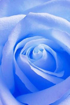 a close up view of the center of a blue rose