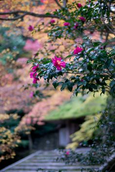 pink flowers are blooming on the tree in front of a stone wall and walkway