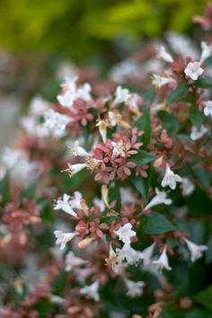 small white and red flowers on a bush