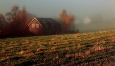 a foggy field with a house in the distance