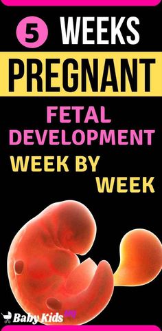 Foods While Pregnant, Week 5 Pregnancy, Baby Development In Womb, Pregnancy Development, 5 Weeks Pregnant, Fetal Development, Weeks Pregnant, Spinal Cord, Hormonal Changes