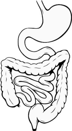 the stomach is shown in this black and white illustration, with an outline of the human body