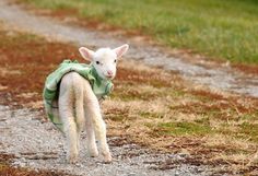 a baby lamb is walking down a dirt road with a backpack on it's back