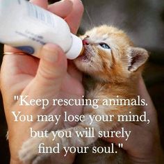 a person feeding a small kitten with a bottle in their hand that says keep rescuing animals you may lose your mind, but you will surely find