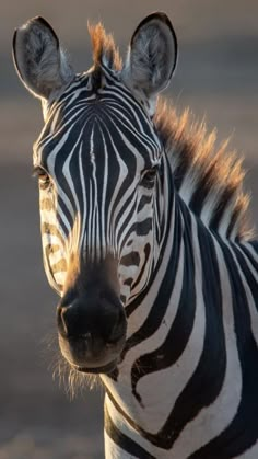 a close up of a zebra's face with the sun shining on its head