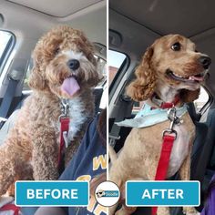 two dogs sitting in the back seat of a car, one has his tongue hanging out