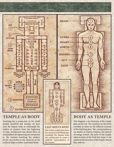 the body and its functions are shown in an old style book, with instructions on how to