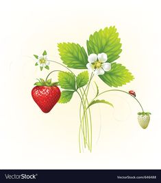 strawberries and flowers on a white background