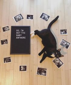 a black cat laying on top of a wooden floor next to a book with pictures around it