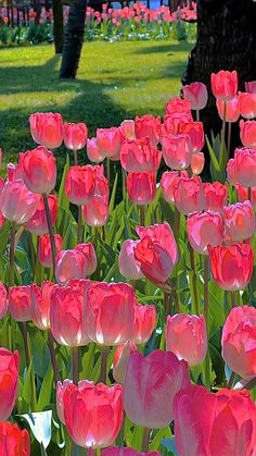 many pink tulips blooming in a garden with trees and grass behind them